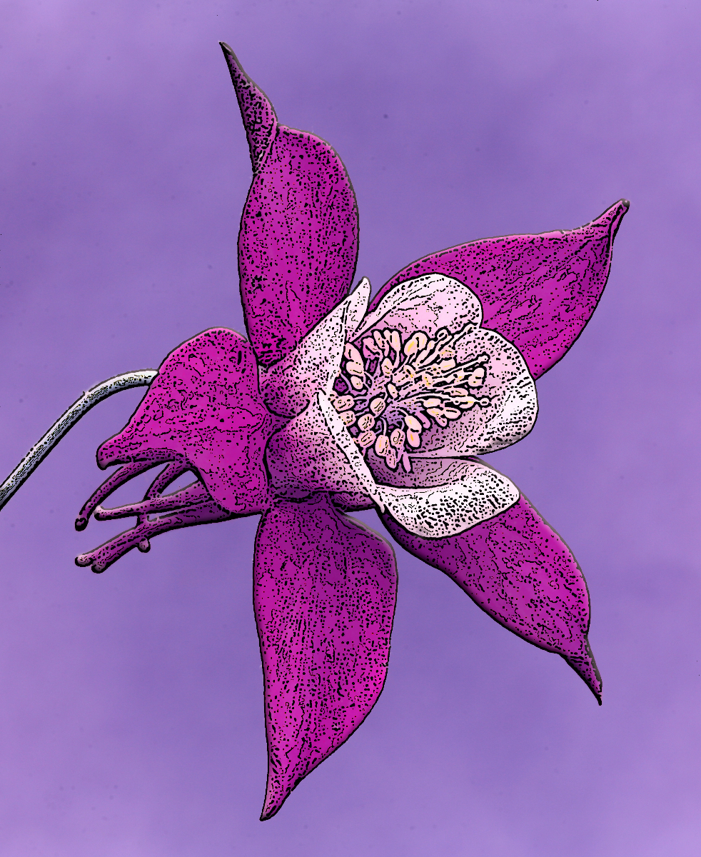 Manipulated Columbine